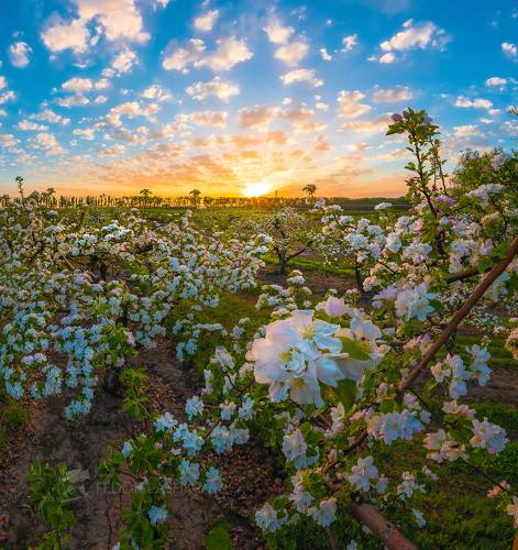 Яблони цветут!