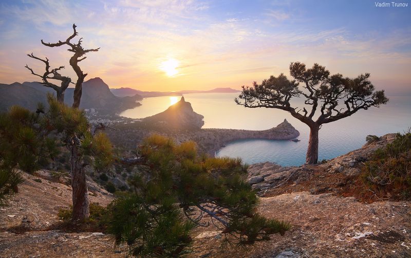 крым, новый свет Крымские сосны Нового Света фото превью