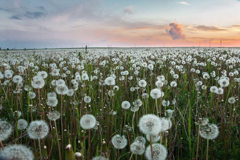 Одуванчики отцвели фото превью