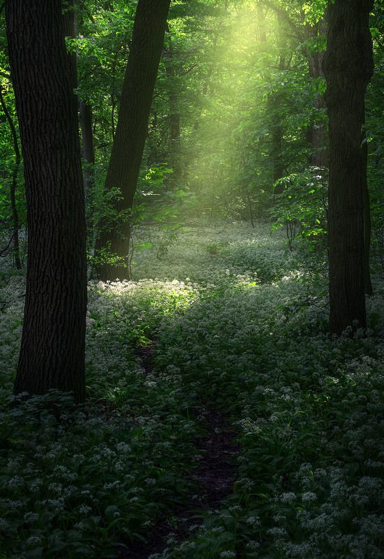 Wild garlic  фото превью