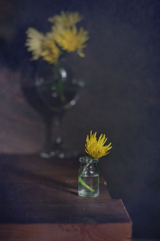 хризантемы Ноябрьский этюд фото превью