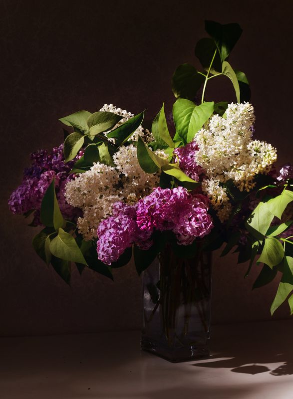 Lilac фото превью