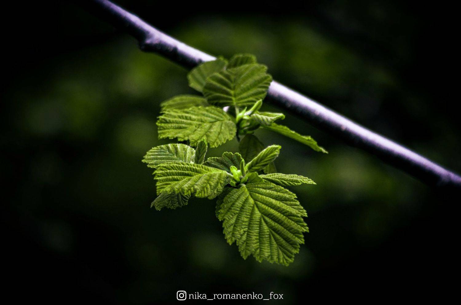 , Вероника Романенко