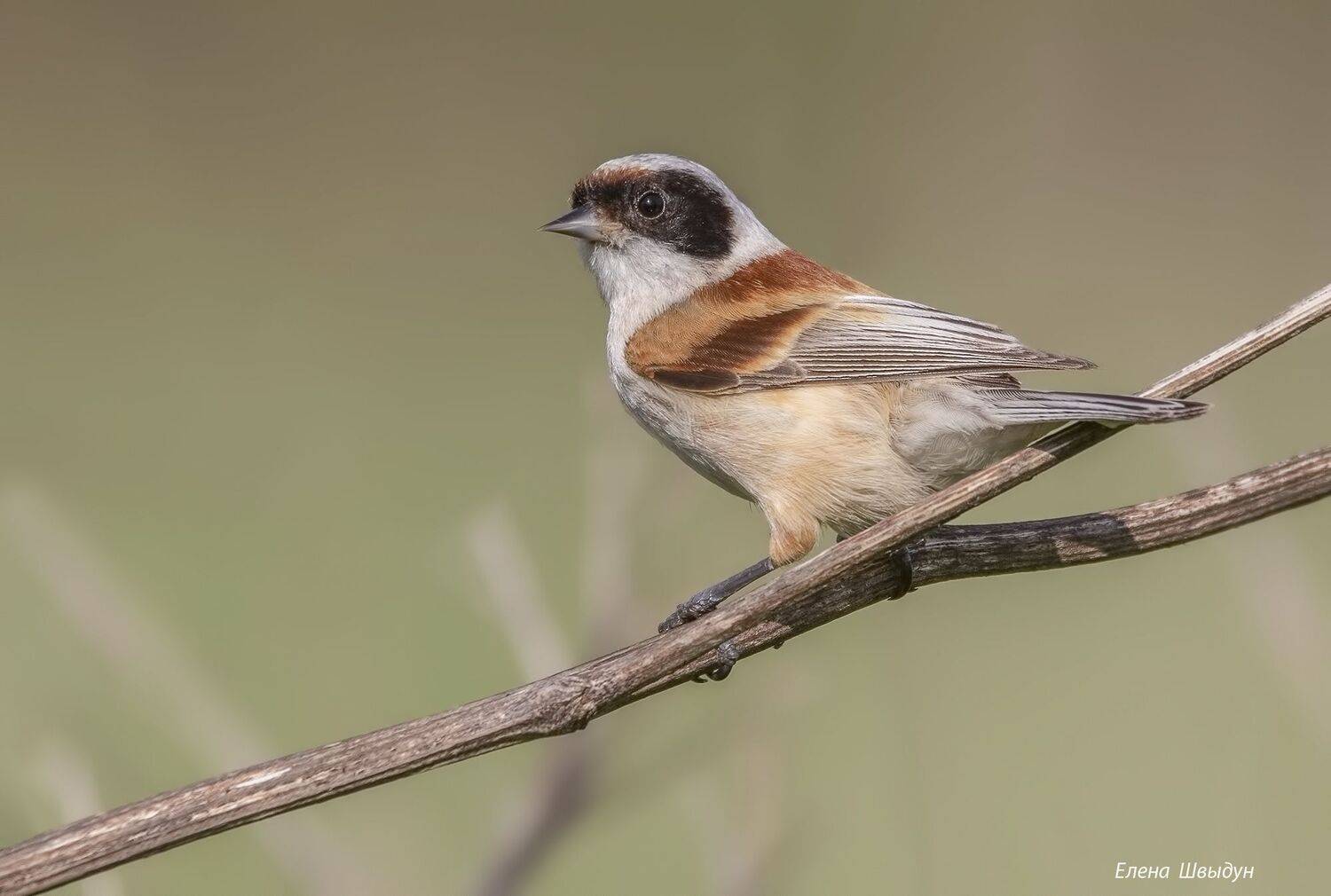 bird of prey, animal, birds, bird,  animal wildlife,  nature,  animals in the wild, eurasian penduline tit, ремез, обыкновенный ремез, птицы, птица, Елена Швыдун