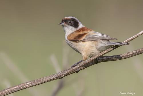 Eurasian penduline tit