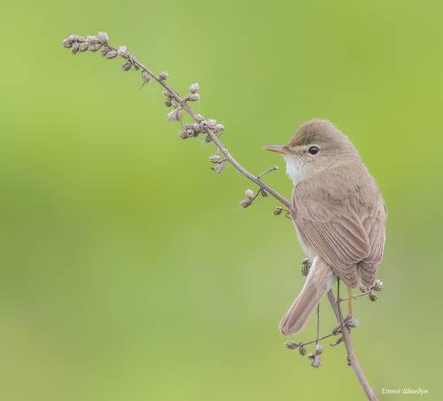 Booted warbler
