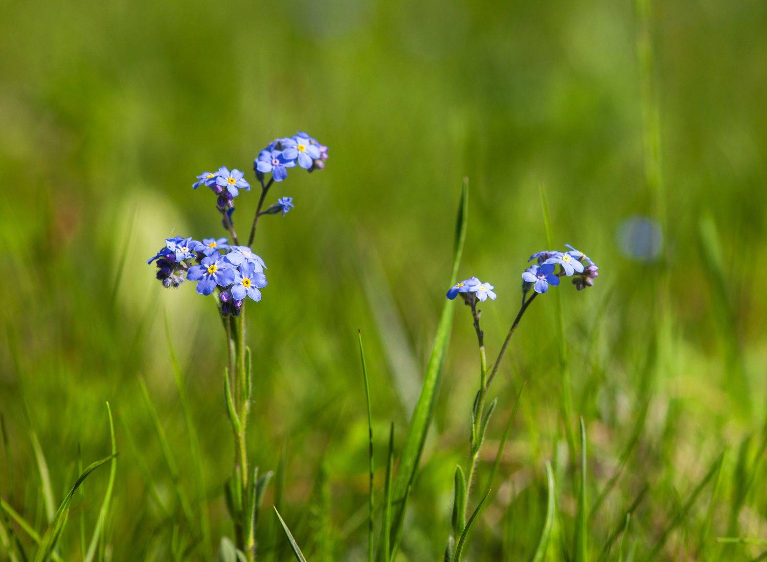 природа, цветы, полевые цветы, луговые цветы, незабудка, трава, макро, Александр Кожухов