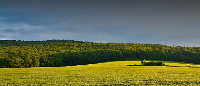 Morning in the woods фото превью