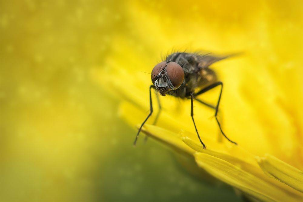 муха, макро, насекомое, macro, fly, Марина Хилько