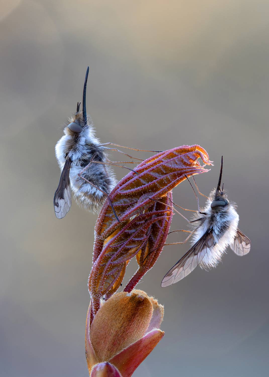 , Кузнецов Дмитрий