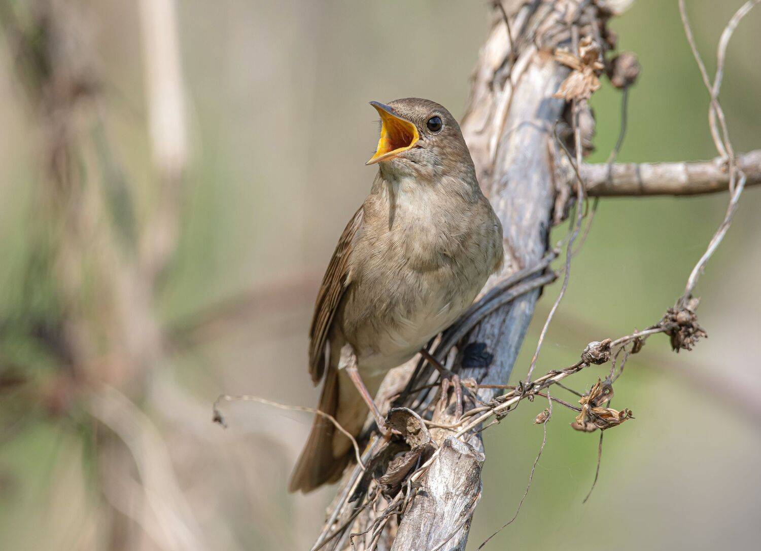 птицы,природа, весна, Андрей Киселёв
