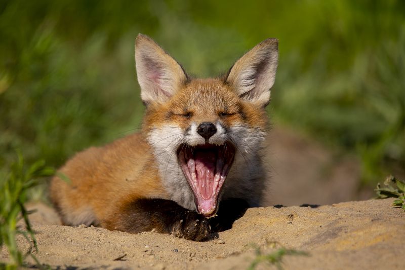 живая, природа *** фото превью