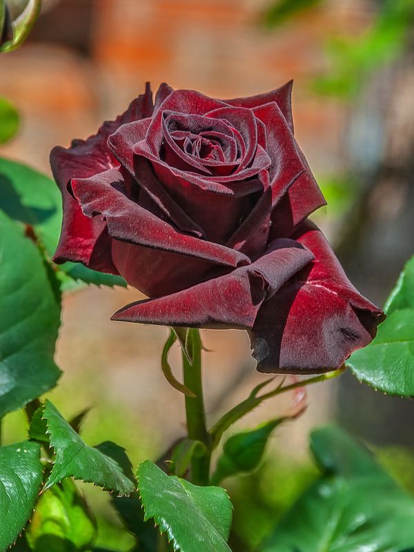 Розочка фото превью