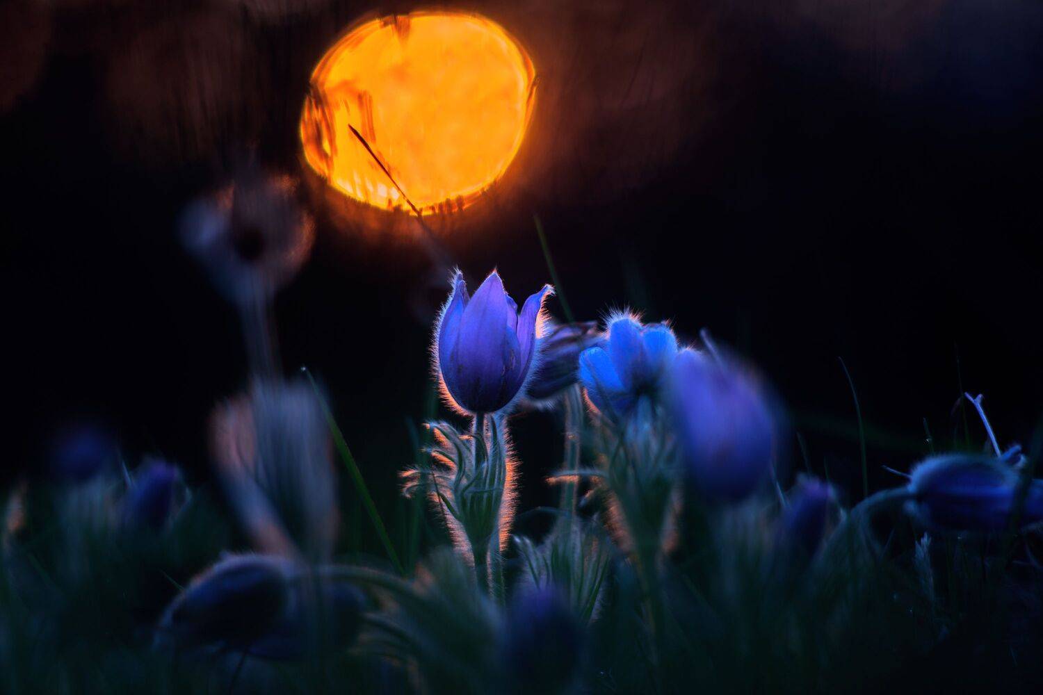 nikkor 105/1.8 ais, Petr &Scaron;ed&yacute;