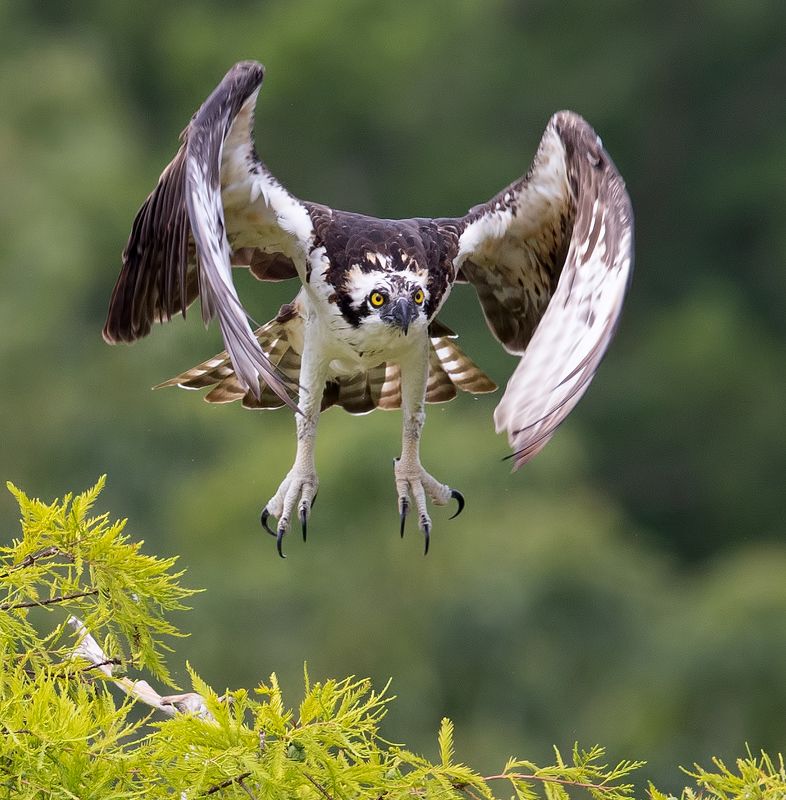 скопа, osprey, florida, флорида, хищные птицы Osprey - Скопа фото превью