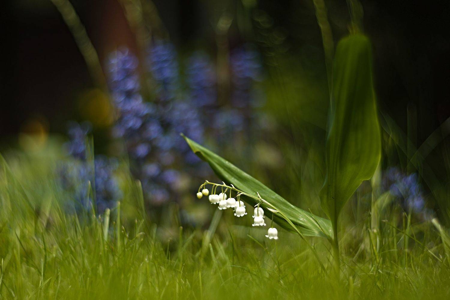 , Эдуард Колобошников