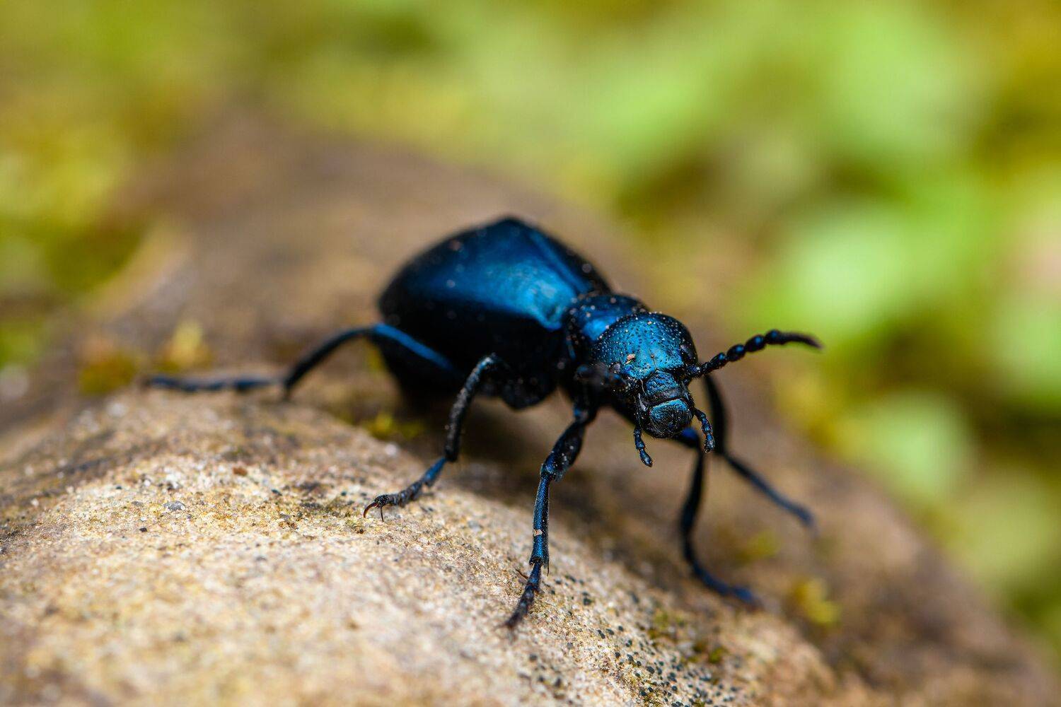 meloe proscarabaeus, bug, insect, beetle, animal, macro,  Mykhailo
