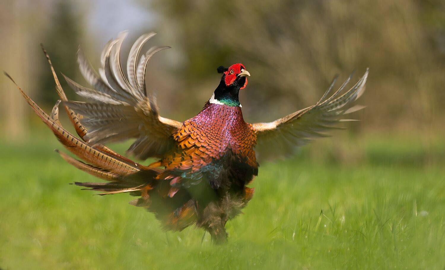 , Robert Adamec