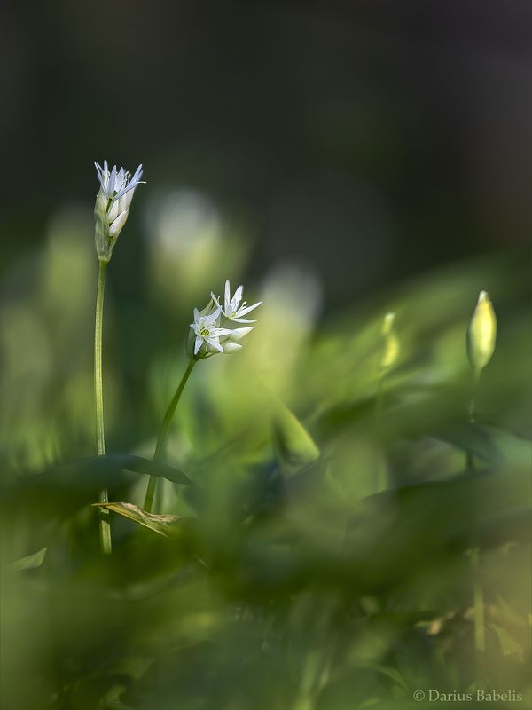 Черемша фото превью