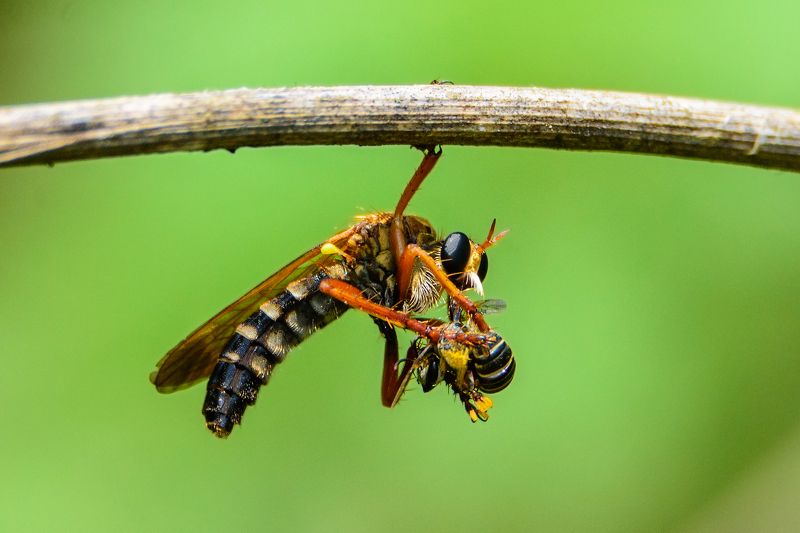 Macro, Wildlife, nature, India, small, wild, forest, 2021 Hanged Till Death фото превью