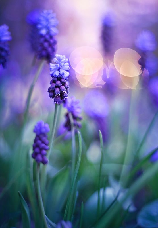 Purple evening фото превью