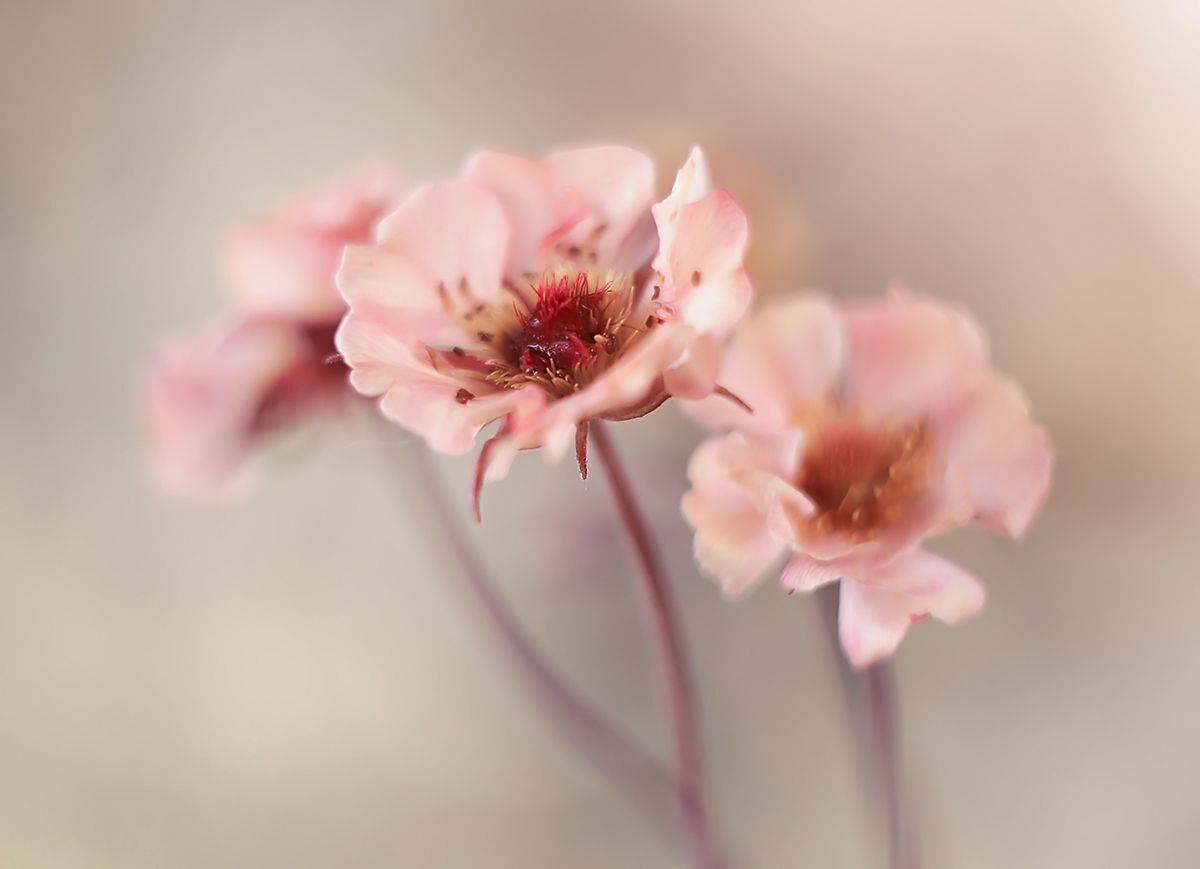 Springtime. Автор: Mycatherina , Mycatherina
