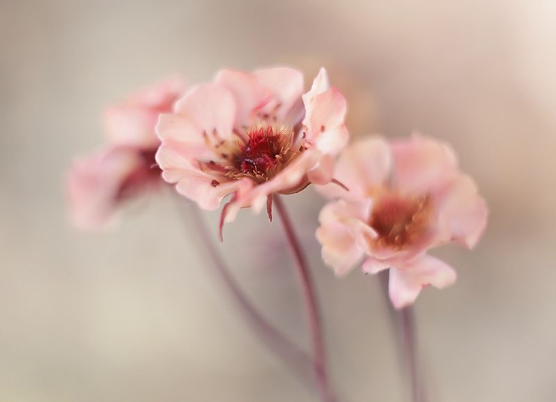 Springtime фото превью