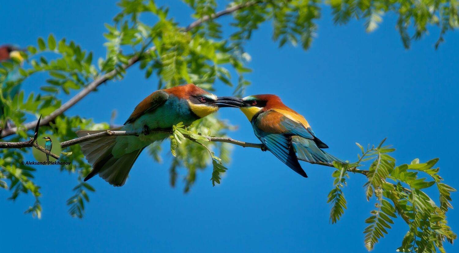 wildlife, Alexander Plekhanov