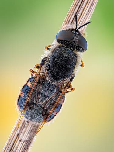 Odontomyia argentata.