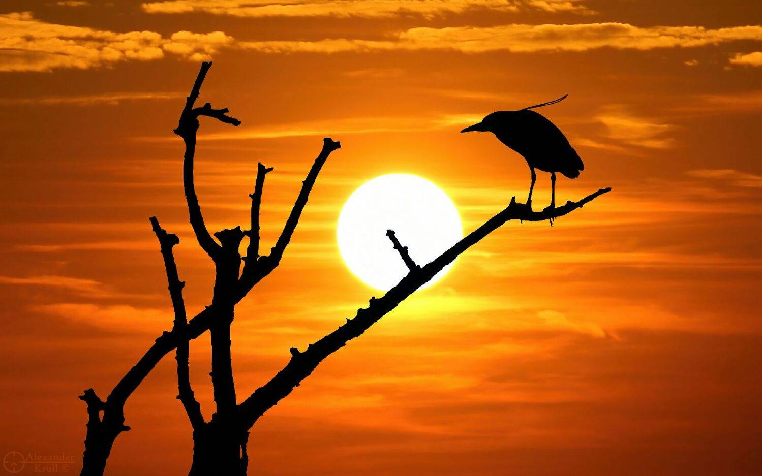 , Александр Круль