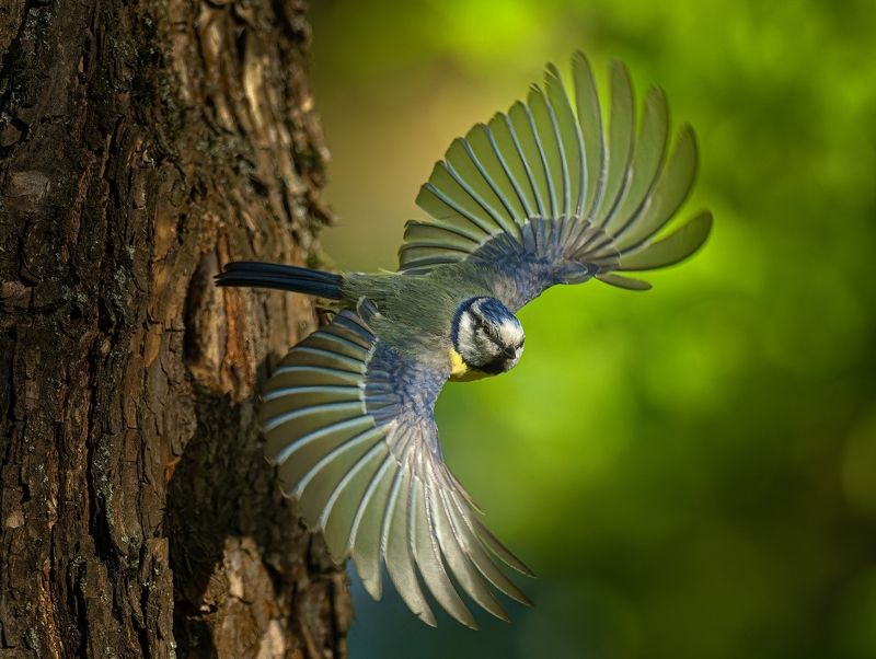 #птицы #лазоревка #полет Лазоревка летит фото превью