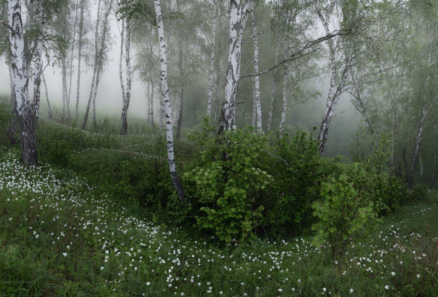 лес, свет, утро, природа, Баранов Олег