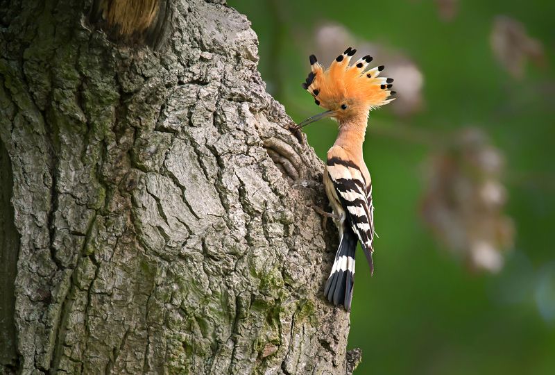 dudek фото превью