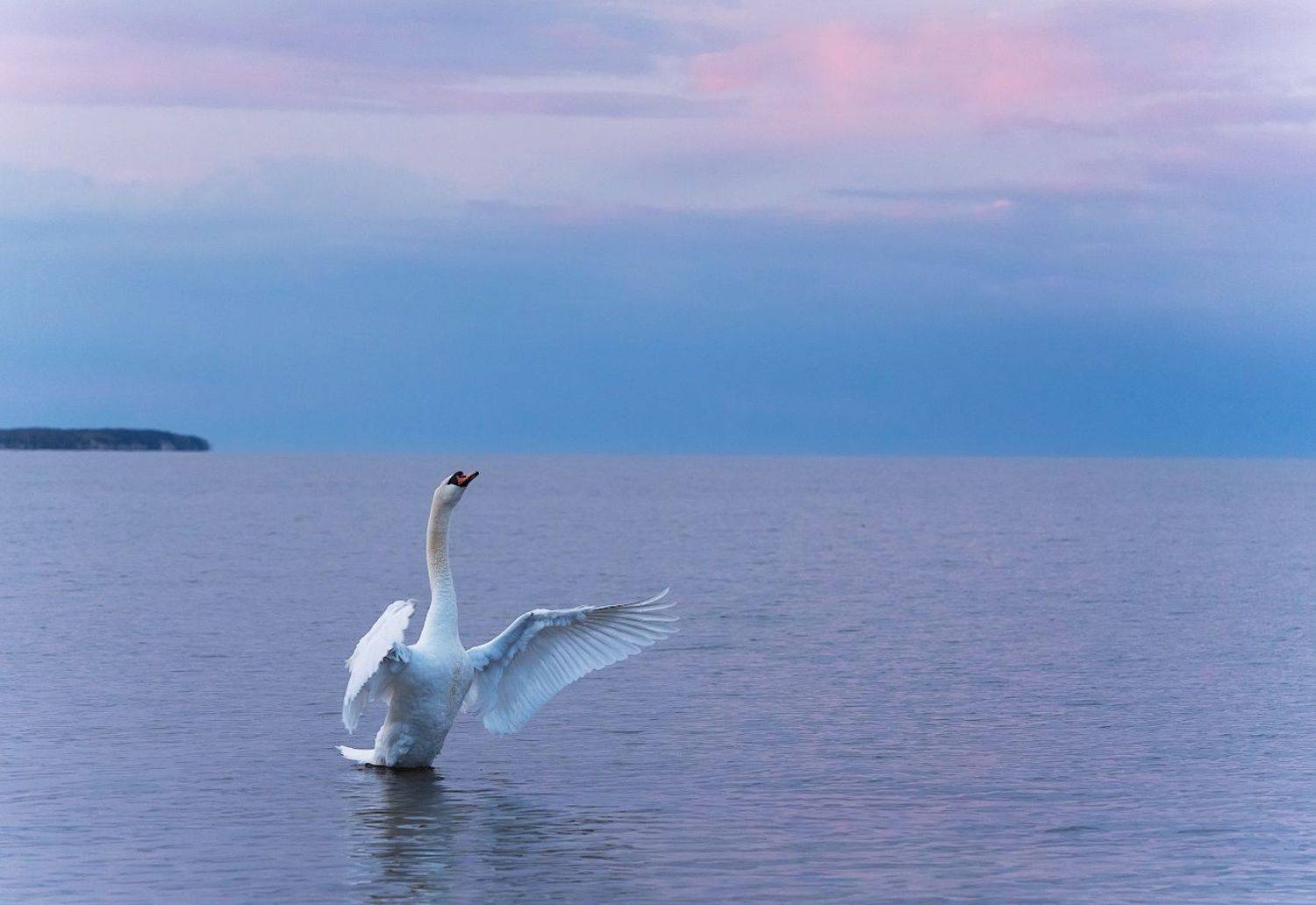 природа, птицы, лебедь, вечер, Александр Смолкин