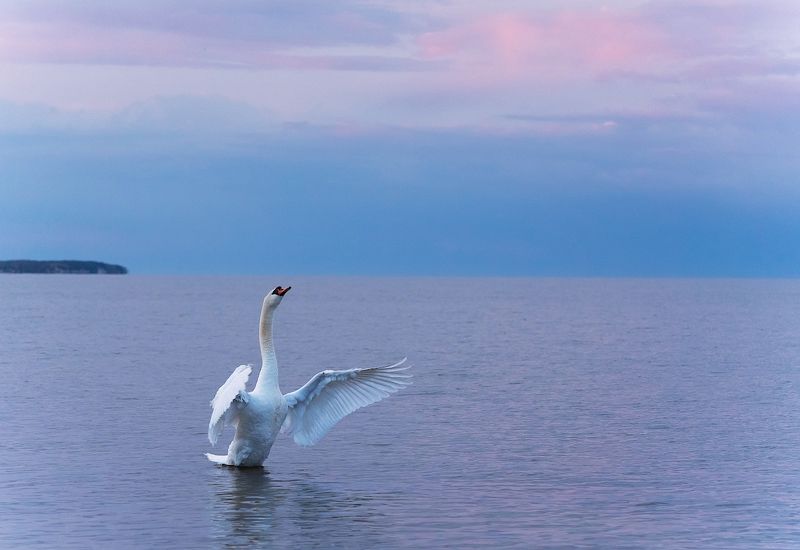 природа, птицы, лебедь, вечер Вечер фото превью