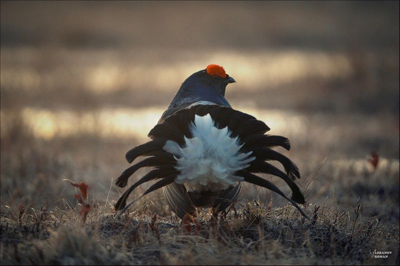 * * * фото превью