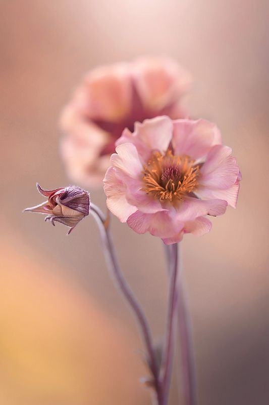 Springtime фото превью