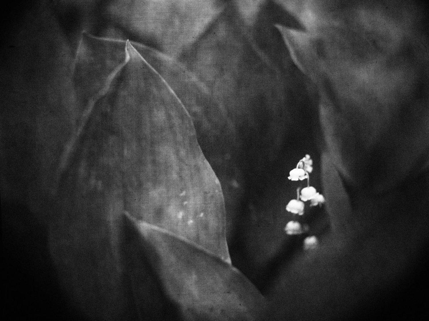 #haruhisa, camera, Татьяна Аверина