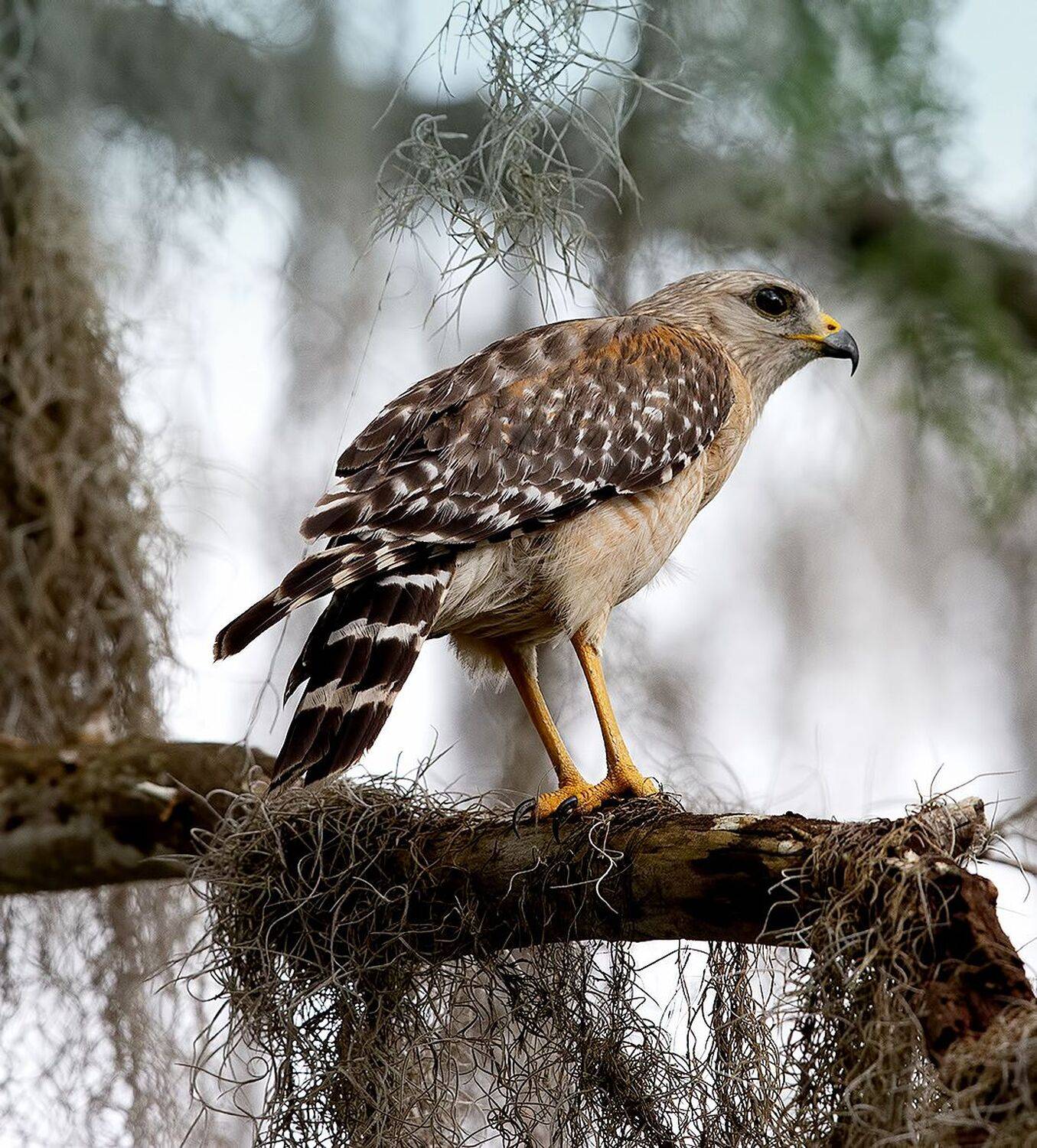 канюк, ястреб,hawk, florida,хищные птицы, Elizabeth Etkind