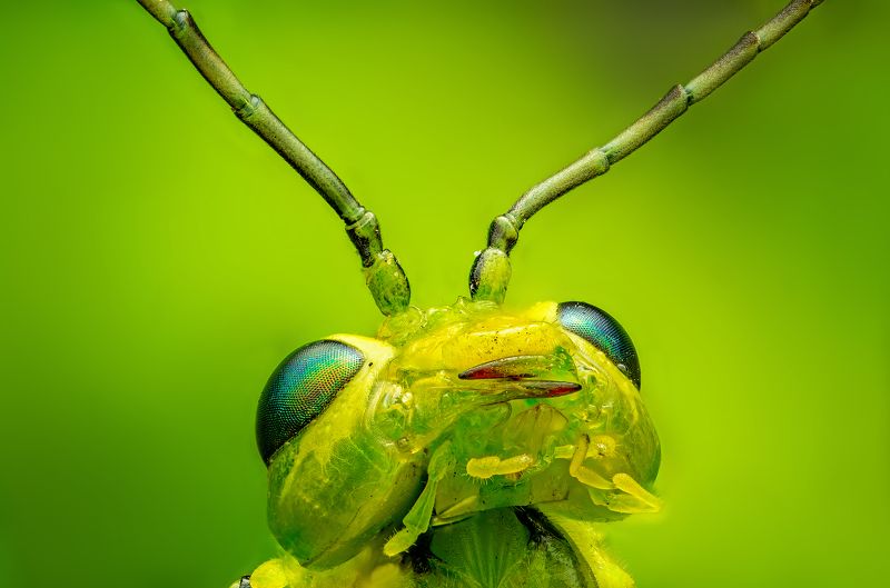 зелёный пилильщик, макро, макропортрет, насекомые, вредители, сад, природа зелёный пилильщик фото превью