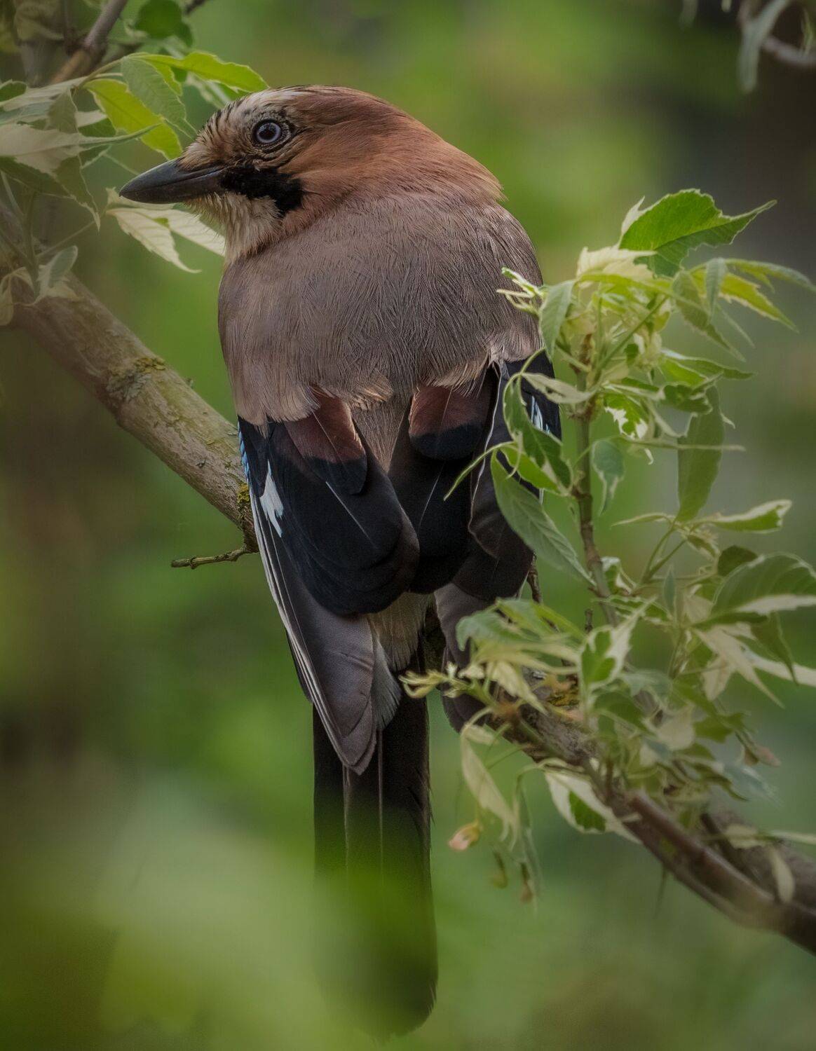 , Курлянцев Алексей