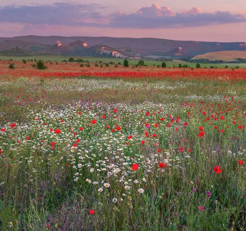 Маковые поля Крыма на закате.