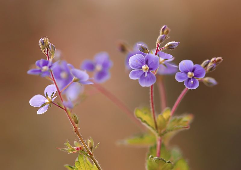 Springtime фото превью