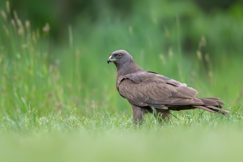 Błotniak stawowy фото превью