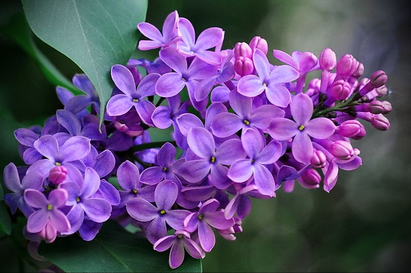 Сирень фото превью