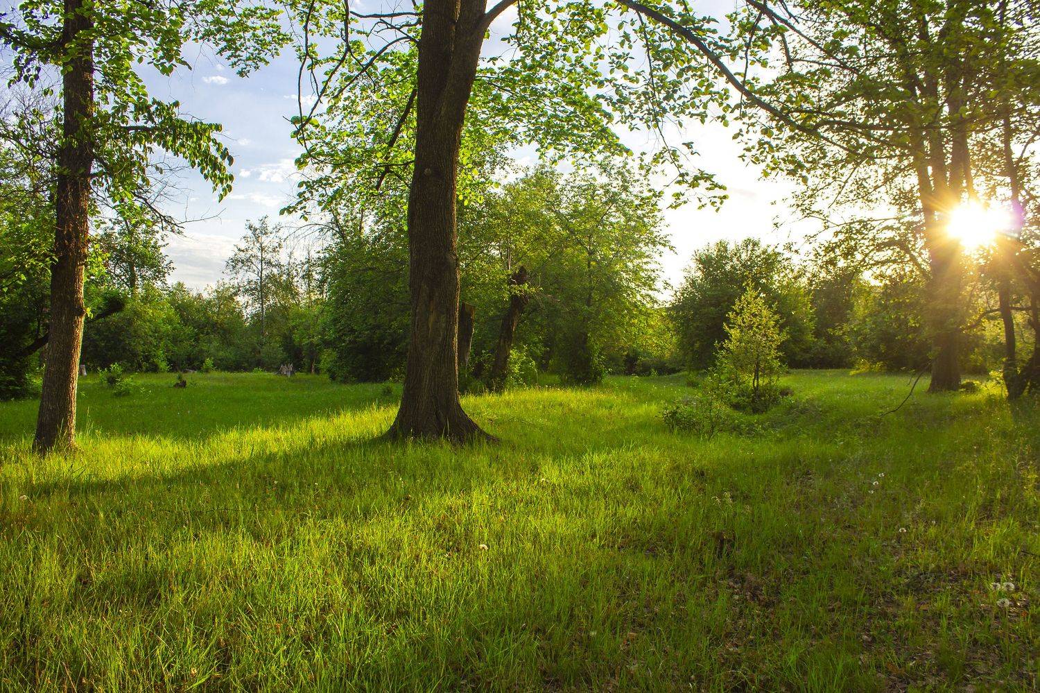 пейзаж, природа, лес, деревья, трава, солнце, утро,, Александр Кожухов