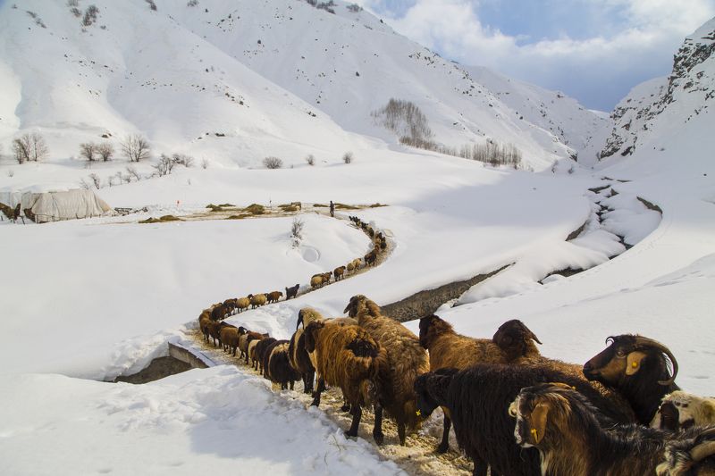 sürü фото превью