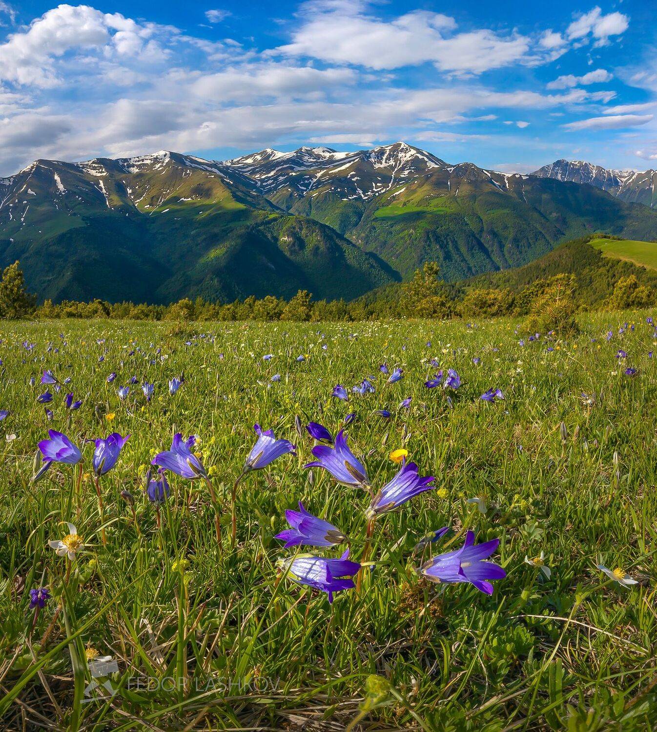 горы, гора, архыз, альпийские, луг, колокольчик, цветы, цветущие луга, цветок, весна, в горах, облака, северный кавказ, вершины, облака,, Лашков Фёдор