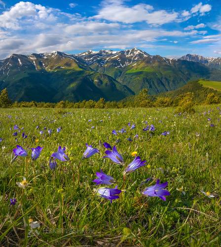 Колокольчики в Архызе!