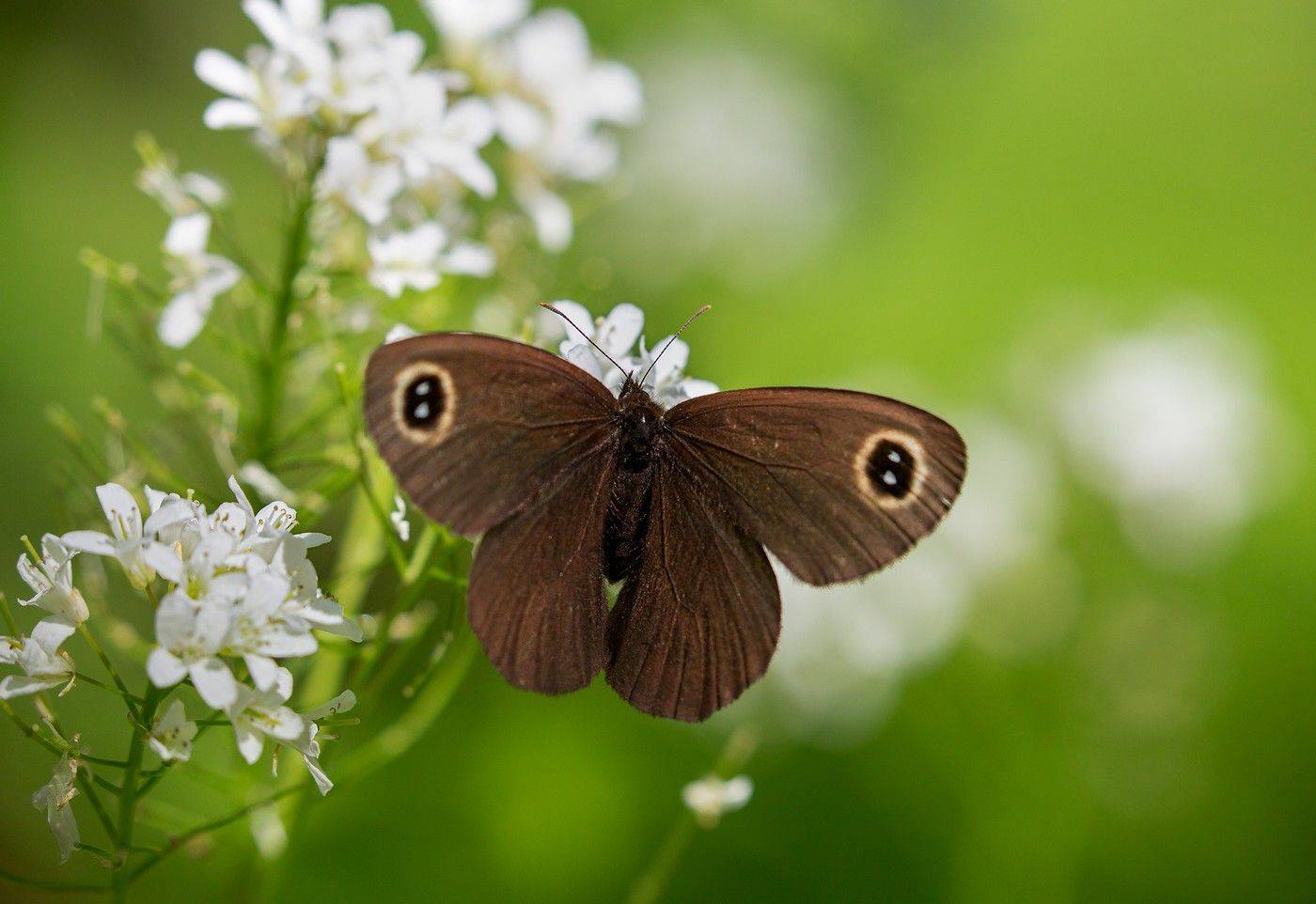 бабочка бархатница май окрестности владивостока, Евгений Слободской